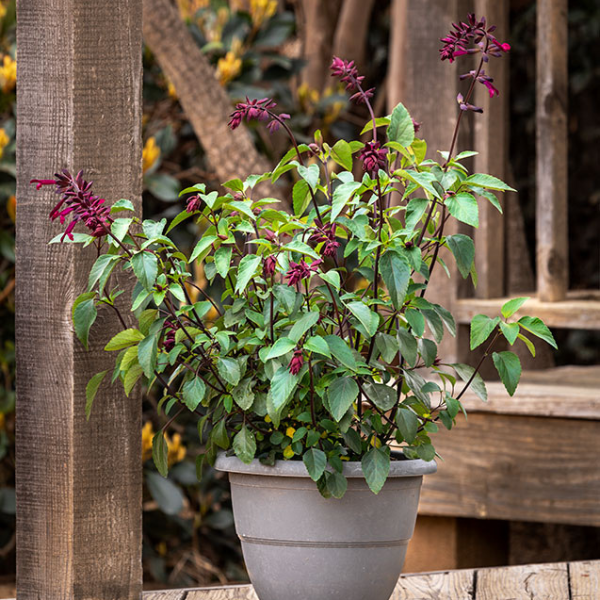 Salvia buchananii 'Fashion Burgundy'