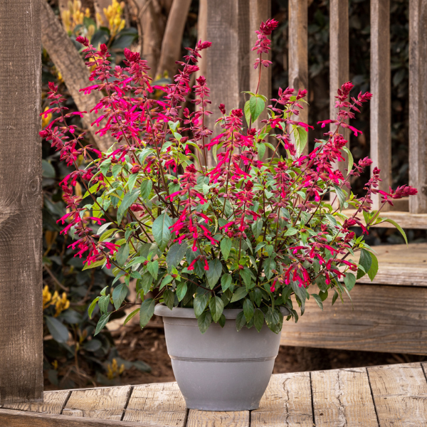 Salvia buchananii 'Fashion Cherry'