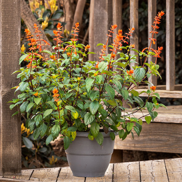 Salvia buchananii 'Fashion Orange'