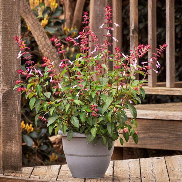 Salvia buchananii 'Fashion Pink'