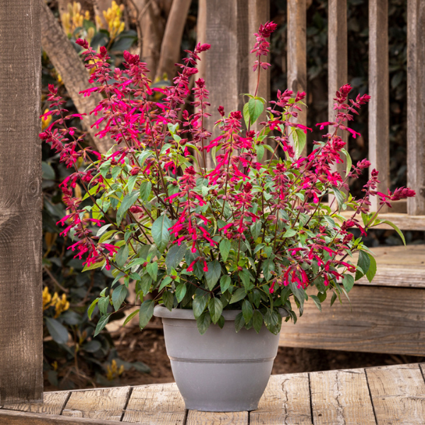 Salvia buchananii 'Fashion Rose'