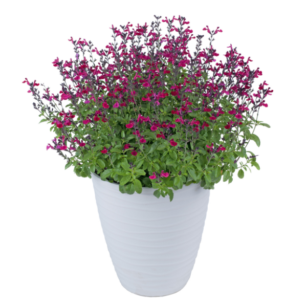 Salvia buchananii 'VIBE Ignition Fuchsia'