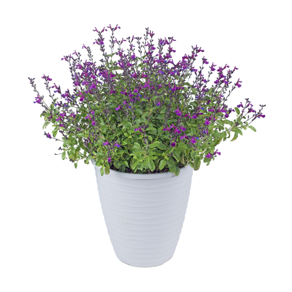 Salvia buchananii 'VIBE Ignition Purple'