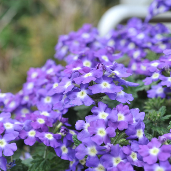Verbena hybrida 'Empress Flair Amethyst Charme'