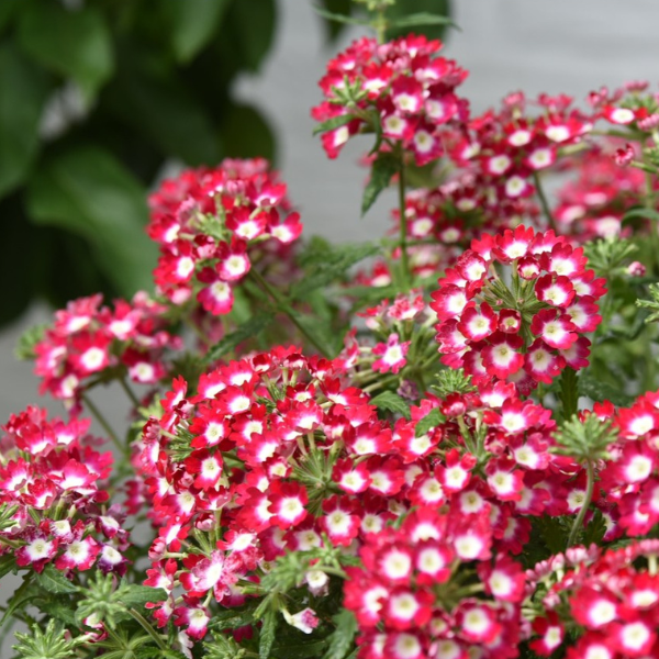 Verbena hybrida 'Empress Flair Cherry Charme'