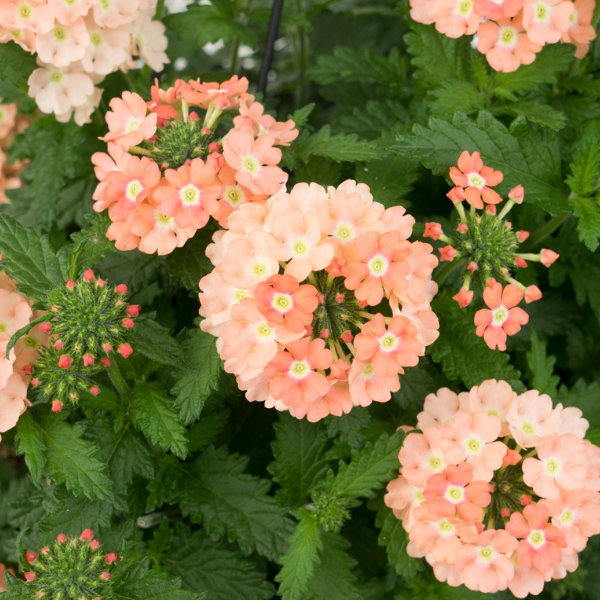 Verbena hybrida 'Empress Flair Peach'