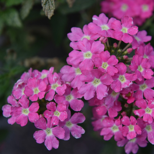 Verbena hybrida 'Empress Flair Pink Charme'