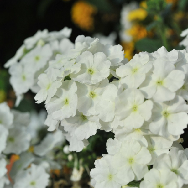 Verbena hybrida 'Empress Flair White'