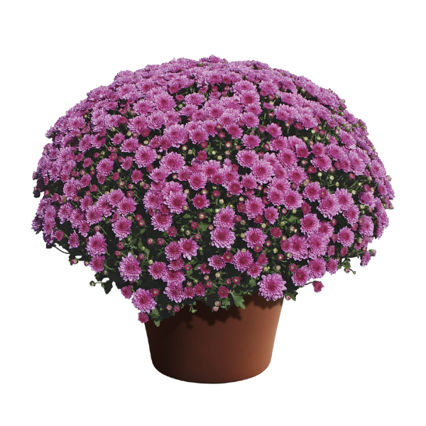 Mum chrysanthemum x morifolium 'Wanda Lavender'