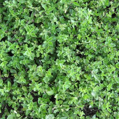 Herb origanum vulgare 'Oregano Greek'