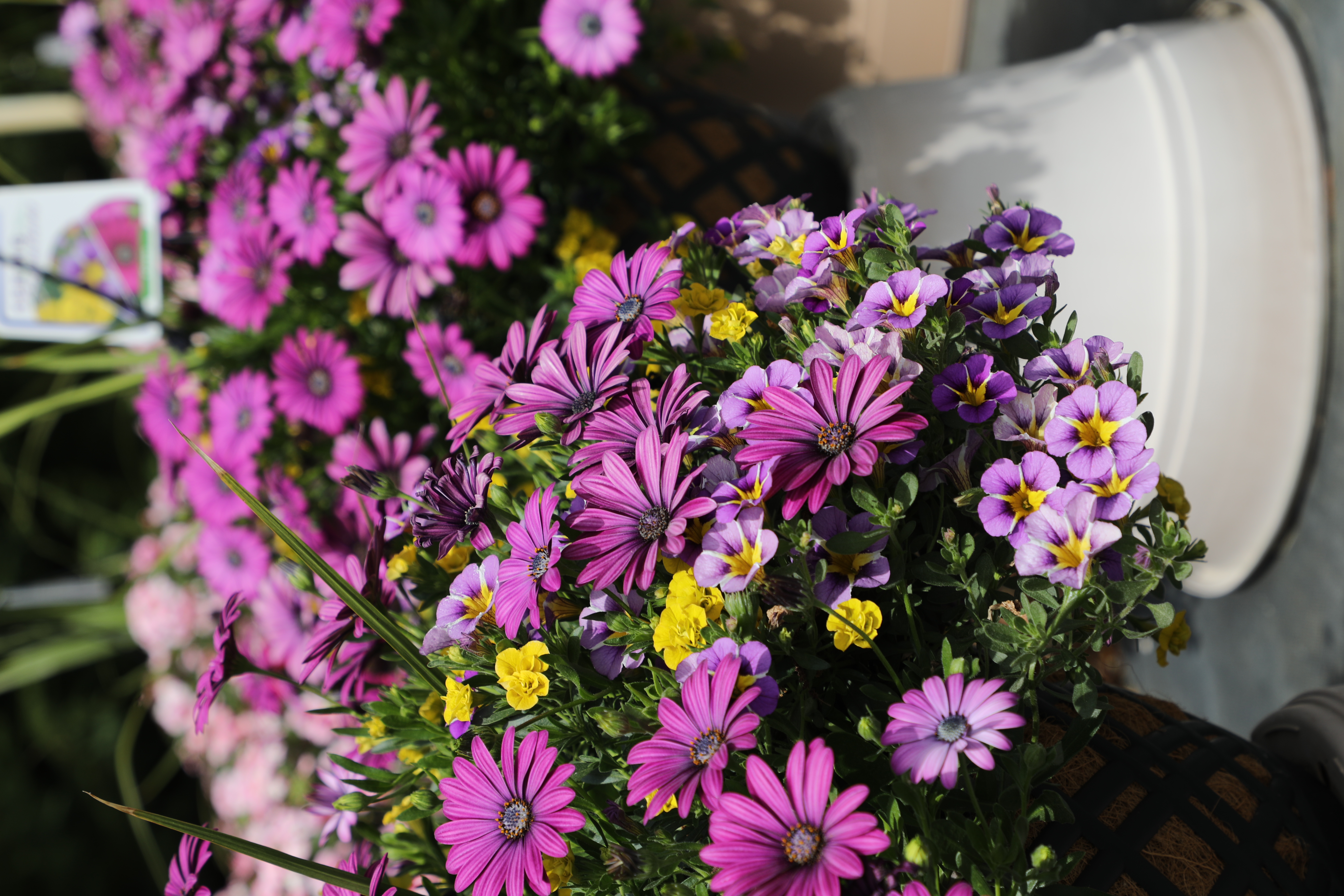 Spring Combo 'Combo #35'