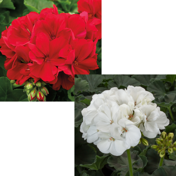 Spring Combo 'Combo #37'