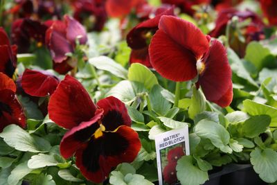 Pansy viola x wittrockiana 'Spring Matrix Red Blotch'