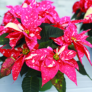 Poinsettia euphorbia pulcherrima 'Candy Cane'