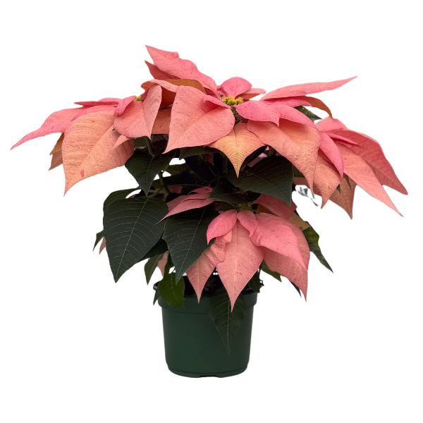 Poinsettia euphorbia pulcherrima 'Candy Cinnamon'