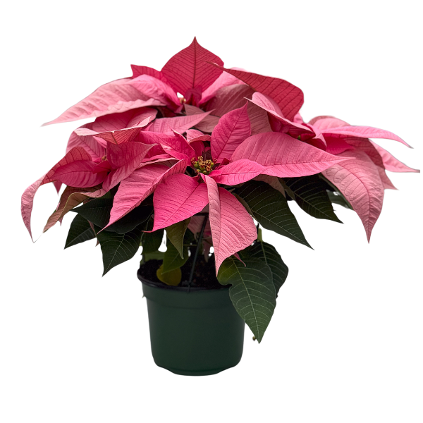 Poinsettia euphorbia pulcherrima 'Christmas Joy Pink'