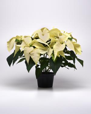 Poinsettia euphorbia pulcherrima 'Christmas Season White'