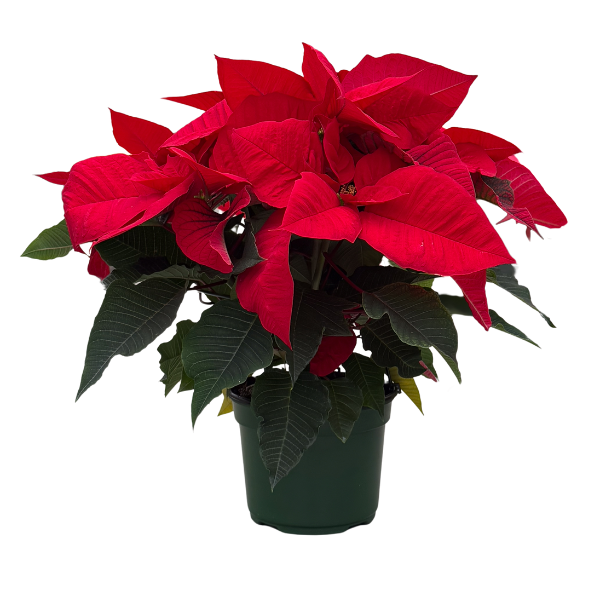 Poinsettia euphorbia pulcherrima 'Draco Red'
