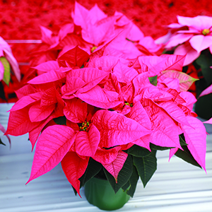 Poinsettia euphorbia pulcherrima 'Early Polly's Pink'