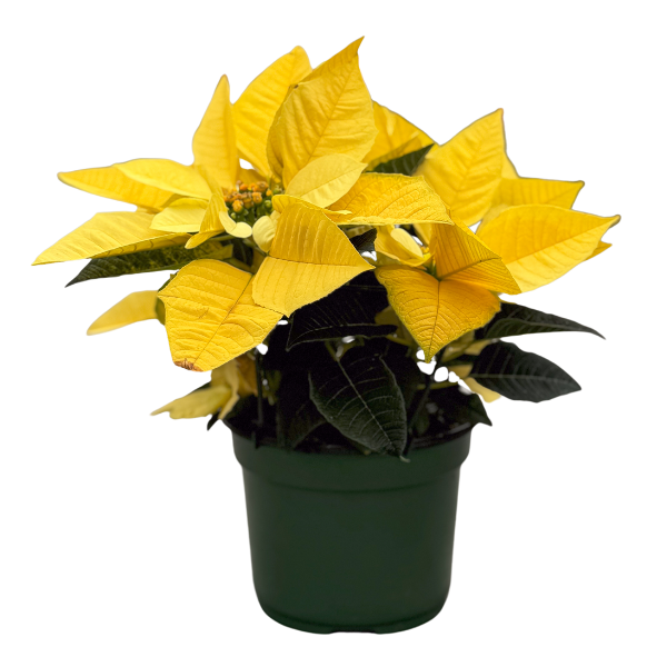 Poinsettia euphorbia pulcherrima 'Golden Glo'