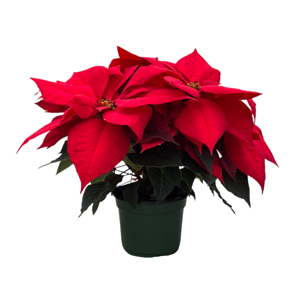 Poinsettia euphorbia pulcherrima 'Imperial Red'