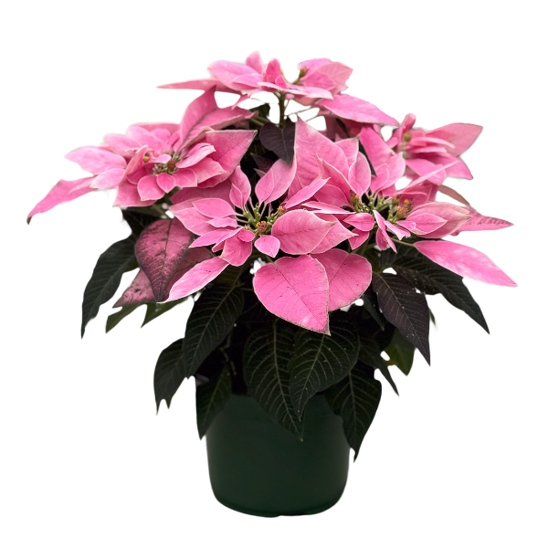 Poinsettia euphorbia pulcherrima 'J'Adore Dark Pink'