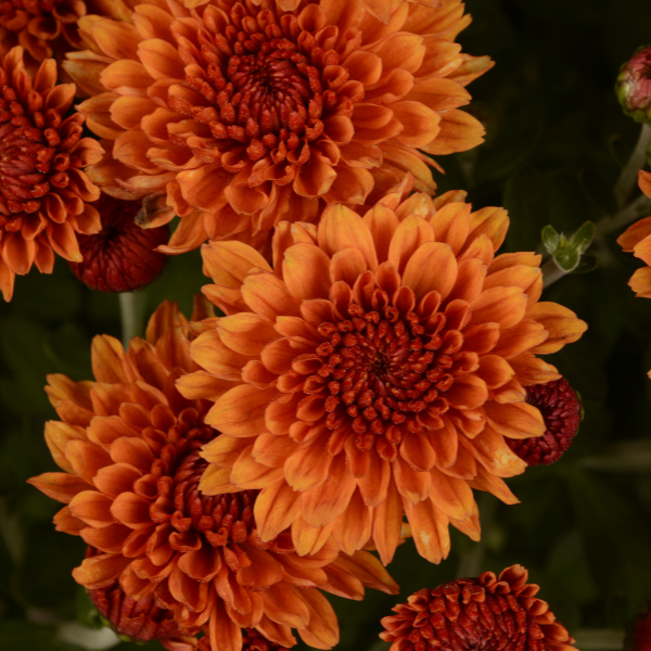 Mum chrysanthemum x morifolium 'Miranda Orange'