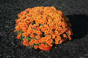 Mum chrysanthemum x morifolium 'Miranda Orange'