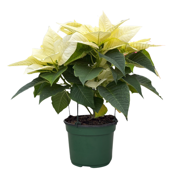 Poinsettia euphorbia pulcherrima 'Jack Frost Rinehart'