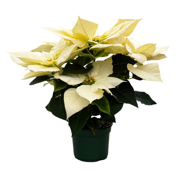 Poinsettia euphorbia pulcherrima 'Pure White Rinehart'