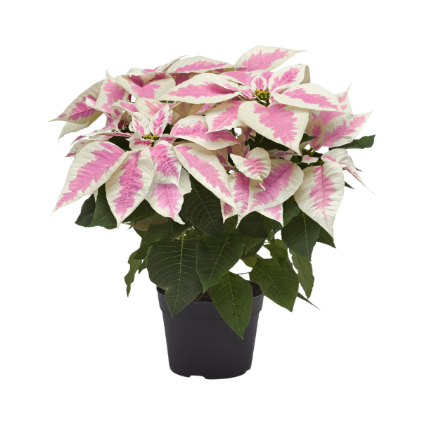 Poinsettia euphorbia pulcherrima 'Early Elegance Marble (SK 158)'