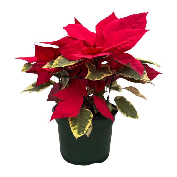 Poinsettia euphorbia pulcherrima 'Tapestry Red'