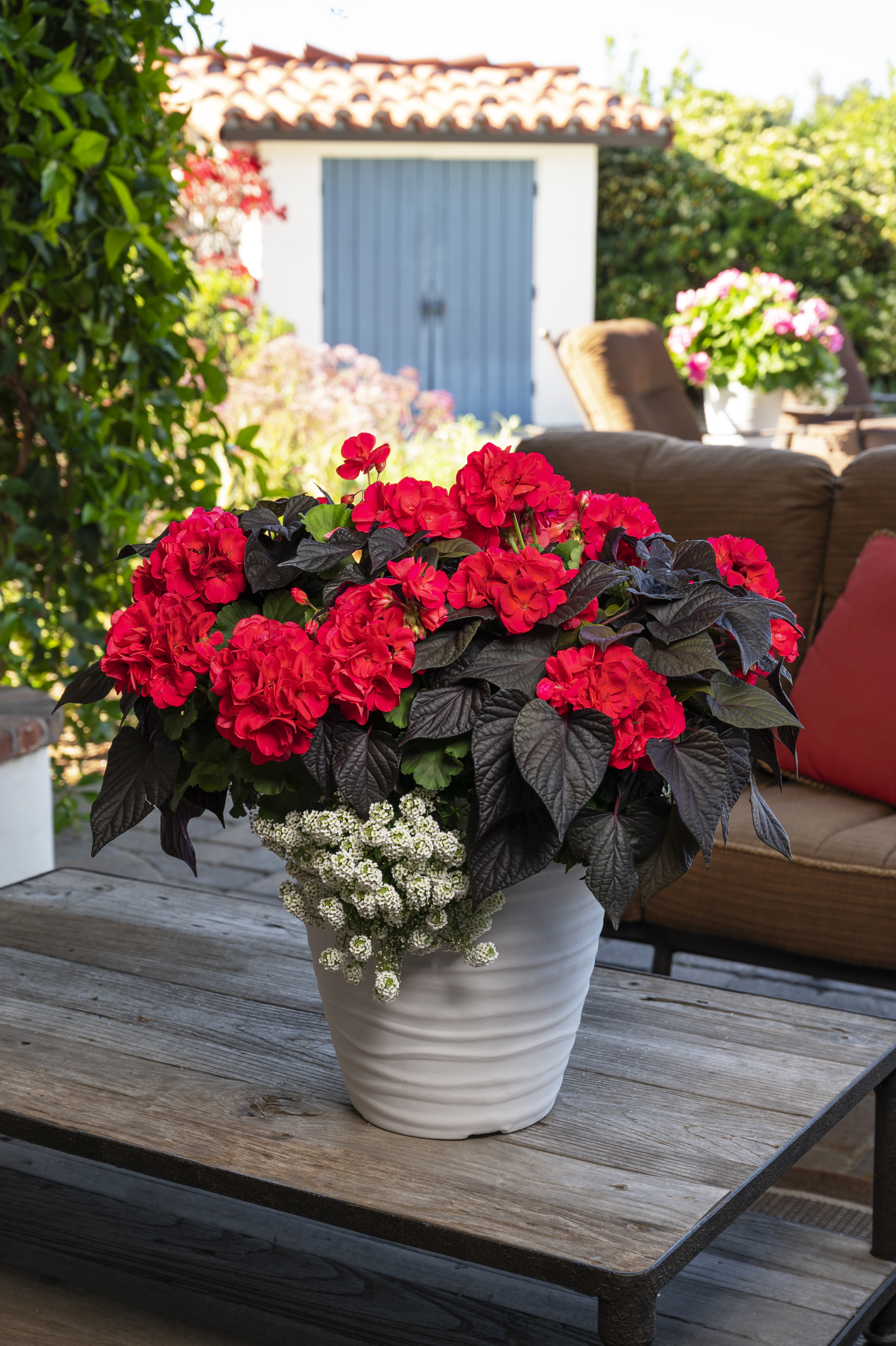 Spring Combo 'Combo #38'