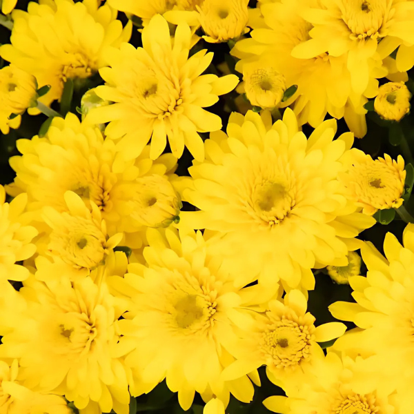 Mum chrysanthemum x morifolium 'Beverly Gold'