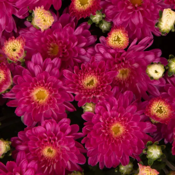 Mum chrysanthemum x morifolium 'Debbie Hot Pink'