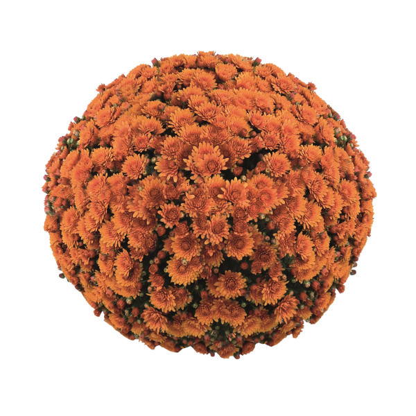 Mum chrysanthemum x morifolium 'Peroni Orange'