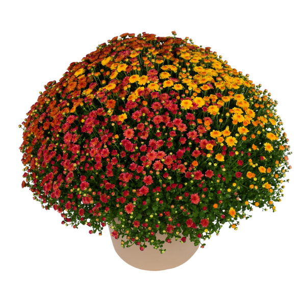 Mum Combo 'Combo#29'