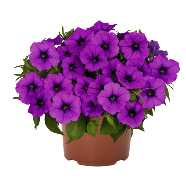 Petunia hybrida 'Durabloom Electric Lilac'