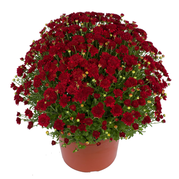 Mum chrysanthemum x morifolium 'Samantha Red'