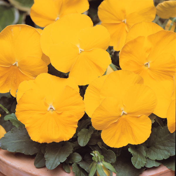 Pansy viola x wittrockiana 'Matrix Yellow'