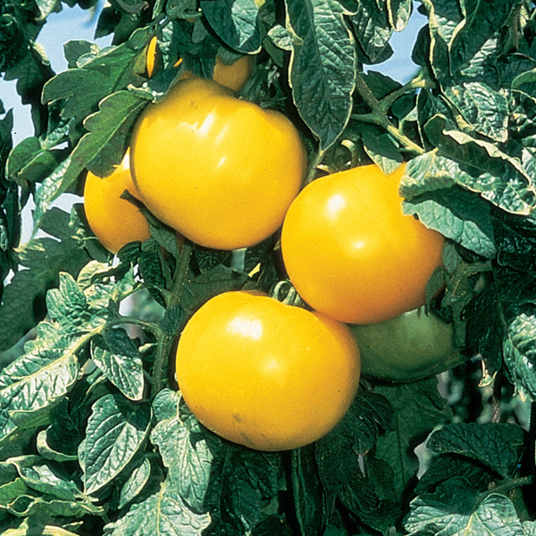 Weezie's Garden 'Tomato Lemon Boy'