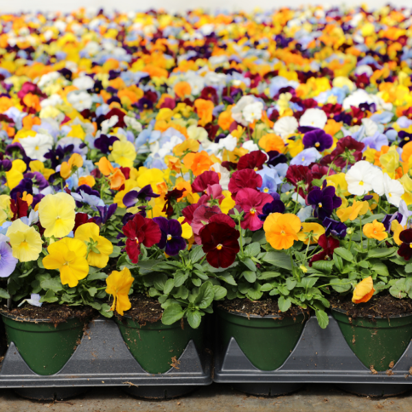 Pansy viola x wittrockiana 'Matrix Clear Mix'