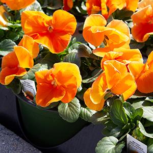 Pansy viola x wittrockiana 'Spring Matrix Deep Orange'