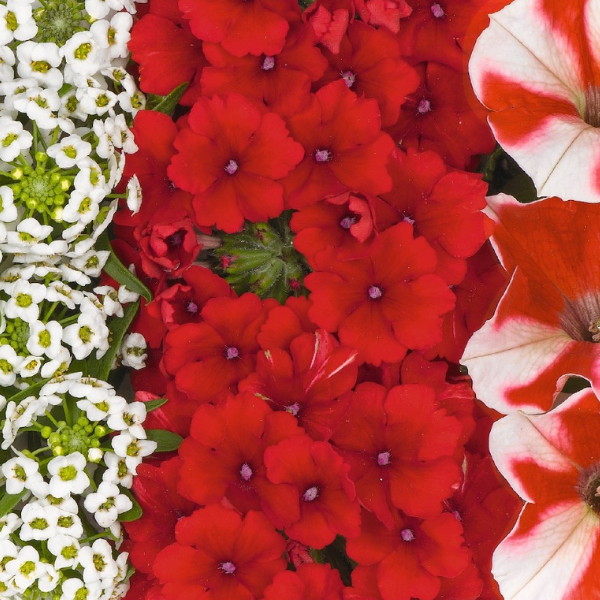 Confetti Garden 'Glossy Strawberry'