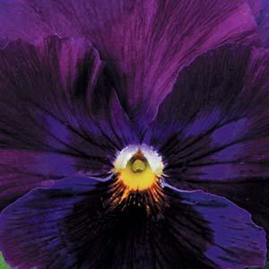 Pansy viola x wittrockiana 'Delta Premium Pure Violet'