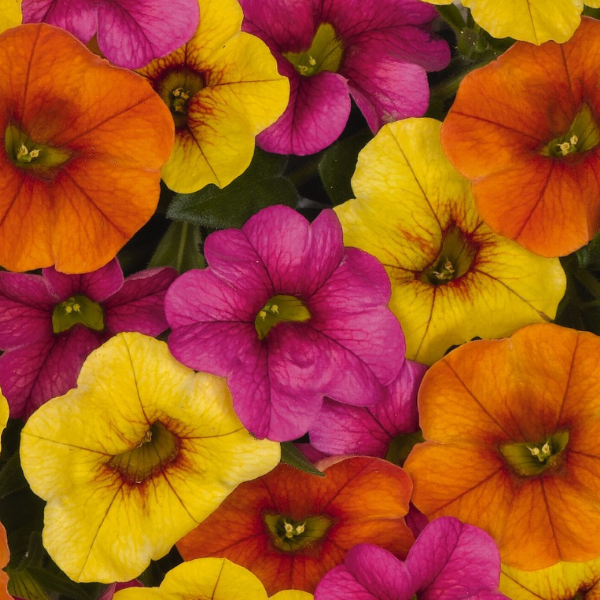 Confetti Garden 'Hawaiian Kalani'