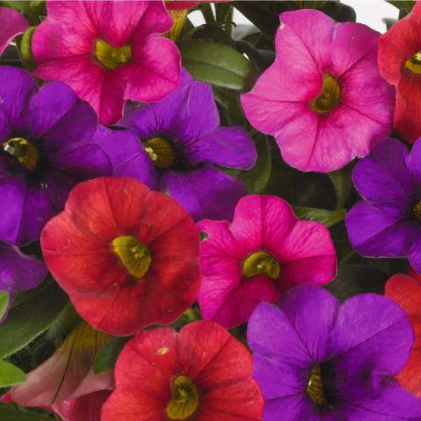 Confetti Garden 'Hawaiian Mahalo'