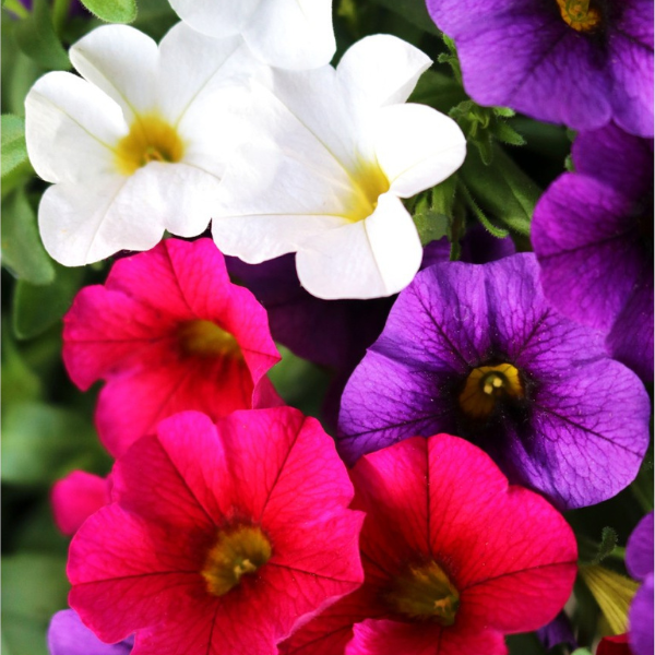 Confetti Garden 'Hawaiian Nani Country'