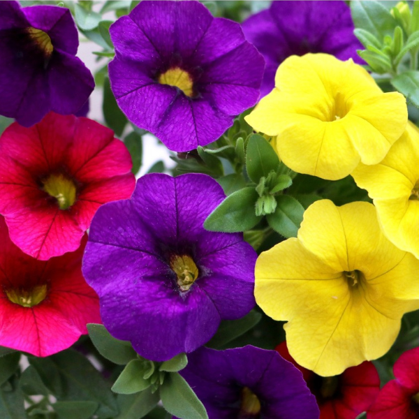 Confetti Garden 'Hawaiian Nani Hilo 26'