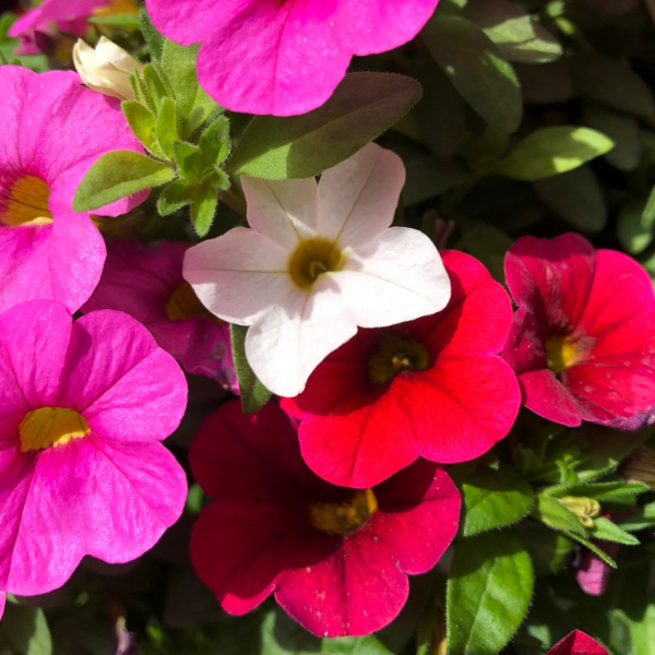 Confetti Garden 'Hawaiian Nani Valentine'